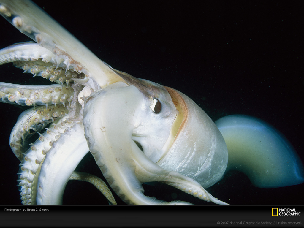 Giant Squid Head